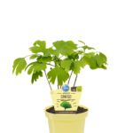 PIANTA DI GINKGO BILOBA  SU VASO 12