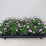 PIANTA DI BRACHYCOME SU VASO CM 11