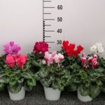 CICLAMINO VASO 14 IN VARI COLORI - immagine 2