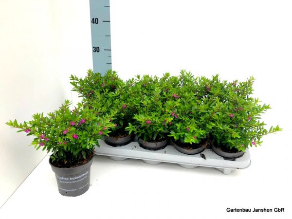 CUPHEA HYSSOPIFOLIA SU VASO CM 11