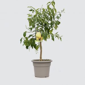 Cedro pianta di agrumi su vaso cm 20 H80 cm
