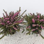 ERICA DARLEYENSIS SU VASO CM 11
