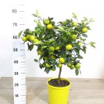 PIANTA DI AGRUMI CITRUS PURSHA "Limetta dolce di roma" vaso cm 20 h 75cm