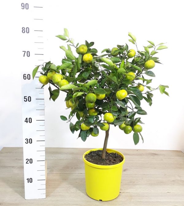 PIANTA DI AGRUMI CITRUS PURSHA "Limetta dolce di roma" vaso cm 20 h 75cm