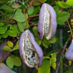 AKEBIA QUINATA SU VASO ALTO CM 11 H 50
