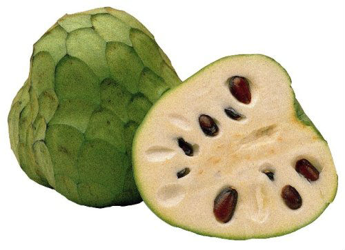 ANNONA CHERIMOLA ALBERELLO SU VASO 18 H130
