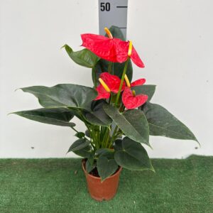 Anthurium Rosso su vaso cm 12