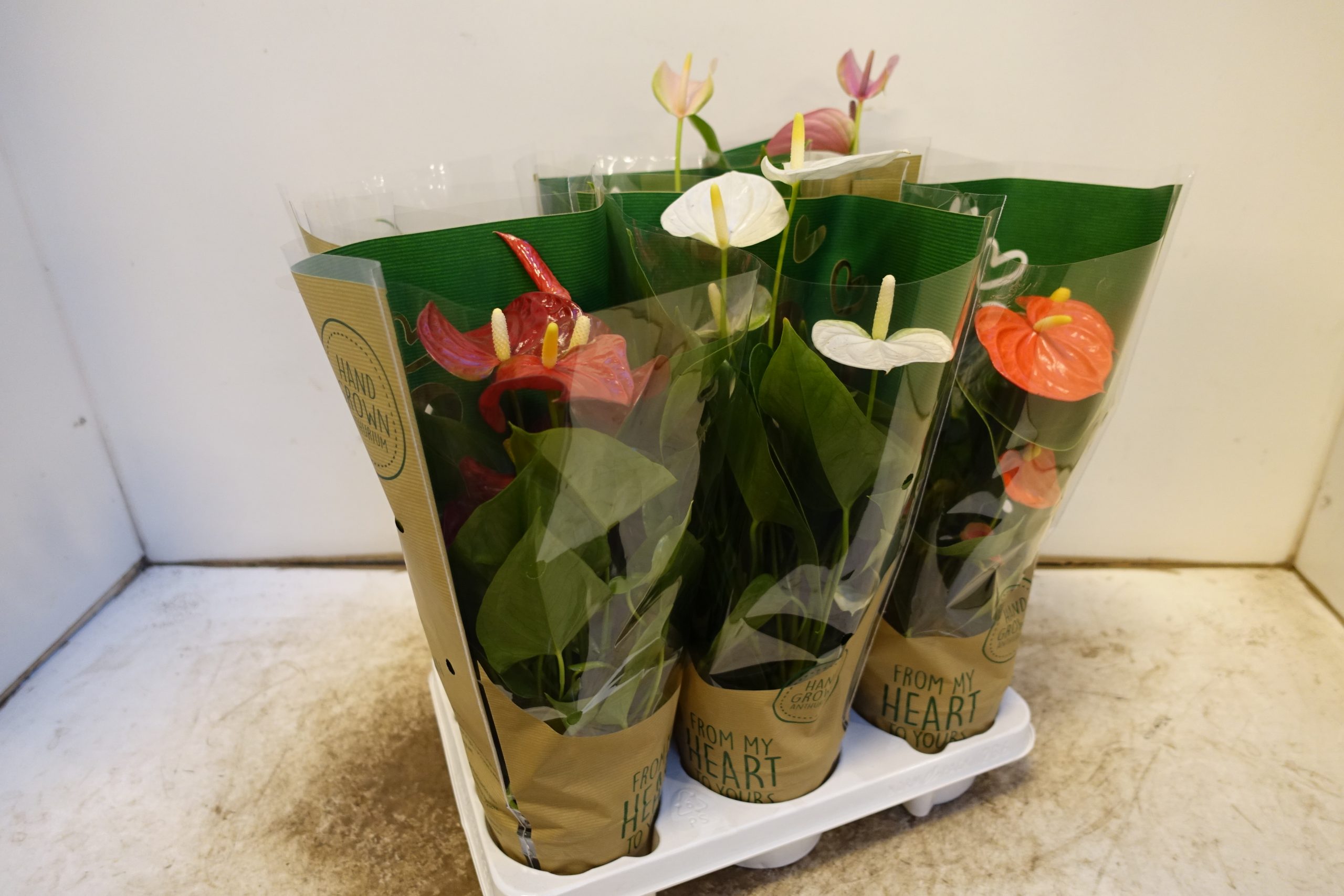 Anthurium Rosso su vaso cm 12 - immagine 2