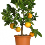 PIANTA DI AGRUMI ARANCIO VASO 20