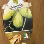 ASIMINA TRILOBA "Banano di Montagna" su vaso alto da cm 19 h 50 cm AUTOFERTILE - immagine 2