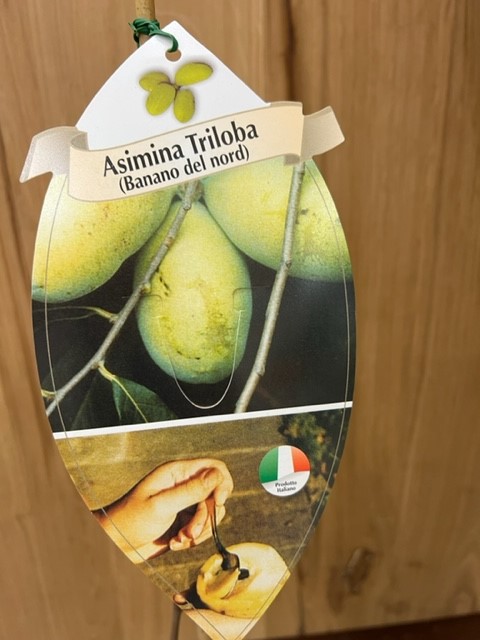 ASIMINA TRILOBA "Banano di Montagna" su vaso alto da cm 19 h 50 cm AUTOFERTILE - immagine 2