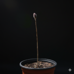 ASIMINA TRILOBA "Banano di Montagna" su vaso alto da cm 19 h 50 cm AUTOFERTILE - immagine 4
