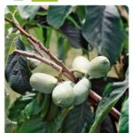 ASIMINA TRILOBA "Banano di Montagna" su vaso alto da cm 19 h 50 cm AUTOFERTILE - immagine 3