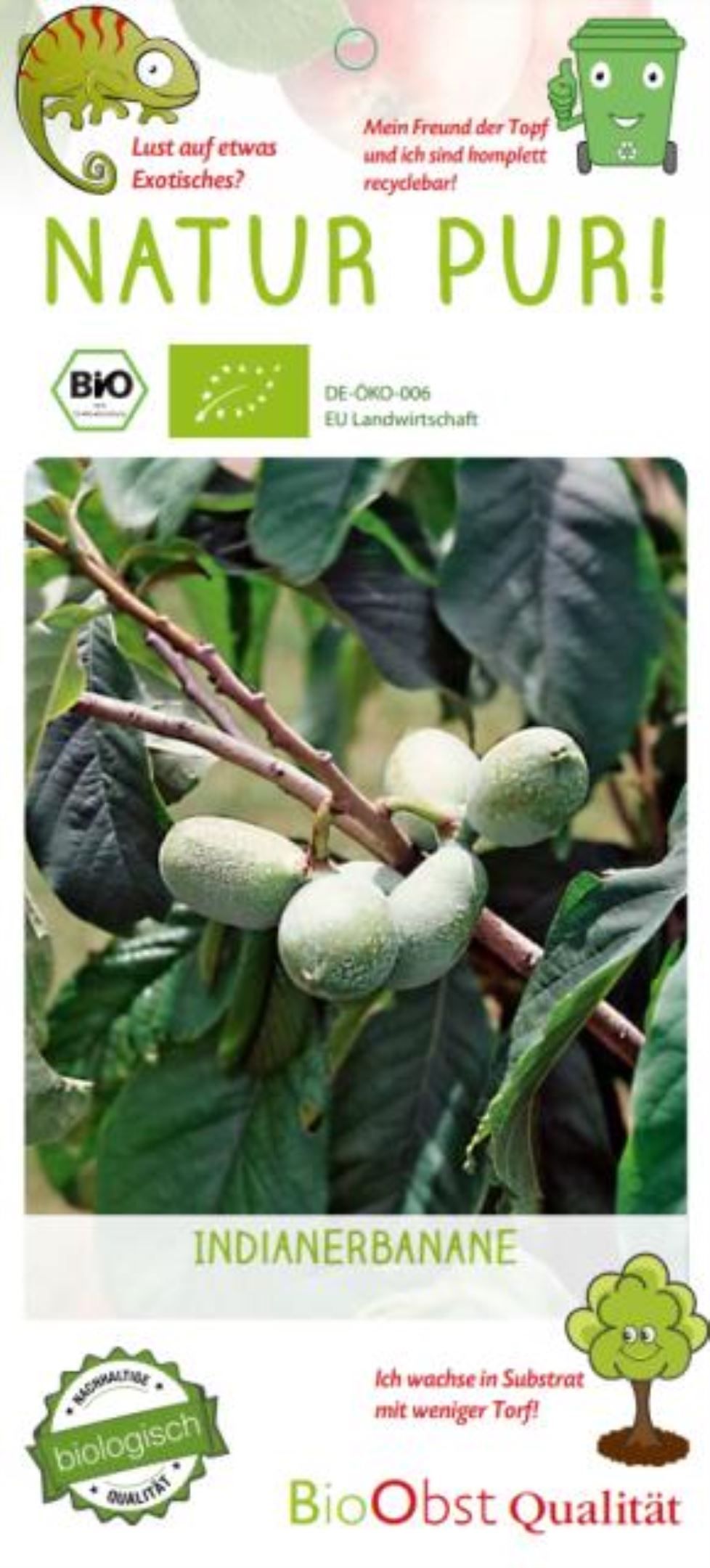 ASIMINA TRILOBA "Banano di Montagna" su vaso alto da cm 19 h 50 cm AUTOFERTILE - immagine 3