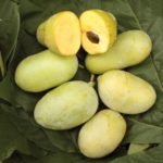 ASIMINA TRILOBA "Banano di Montagna" su vaso alto da cm 19 h 50 cm AUTOFERTILE