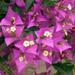 PIANTA DI BOUGAINVILLEA   SU VASO 18