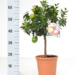 PIANTA DI AGRUMI CHINOTTO SU VASO 20 H 70