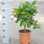 PIANTA DI AGRUMI CITRUS CLEMENTINO VASO 20 H85