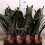 CLIVIA MINIATA