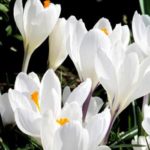 PIANTA DI CROCUS SU VASO 9 COLOR BIANCO