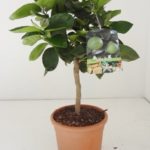 PIANTA DI AGRUMI CITRUS LIMA VERDE VASO 20