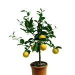 LIMETTA DOLCE DELLA PALESTINA VASO 20CM