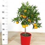 Mandarino Pianta di Agrumi su vaso cm 20 h 70cm