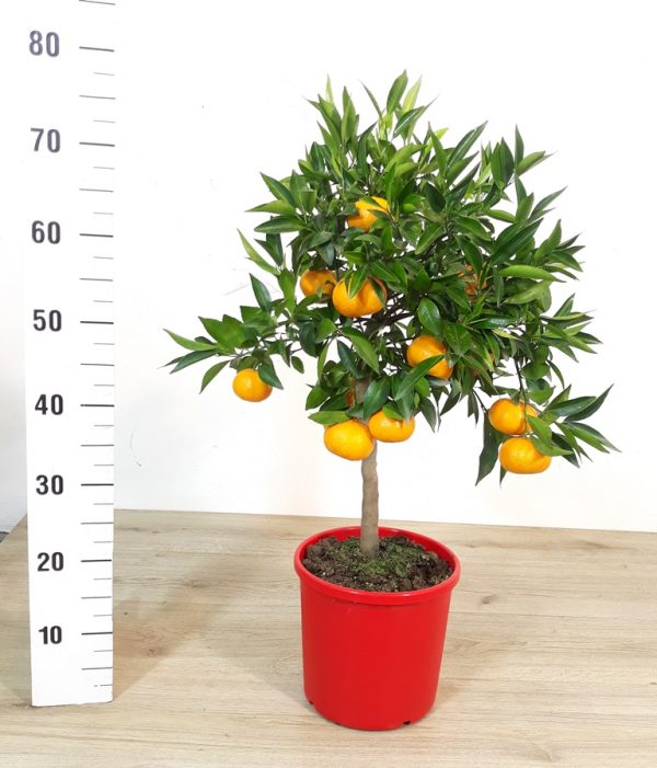 Mandarino Pianta di Agrumi su vaso cm 20 h 70cm