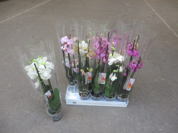 PHALAENOPSIS  3 RAMI