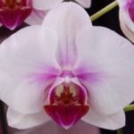 PHALAENOPSIS RED LIPS 1 RAMO
