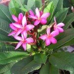PLUMERIA RUBRA H70 V.19 NON FIORITA