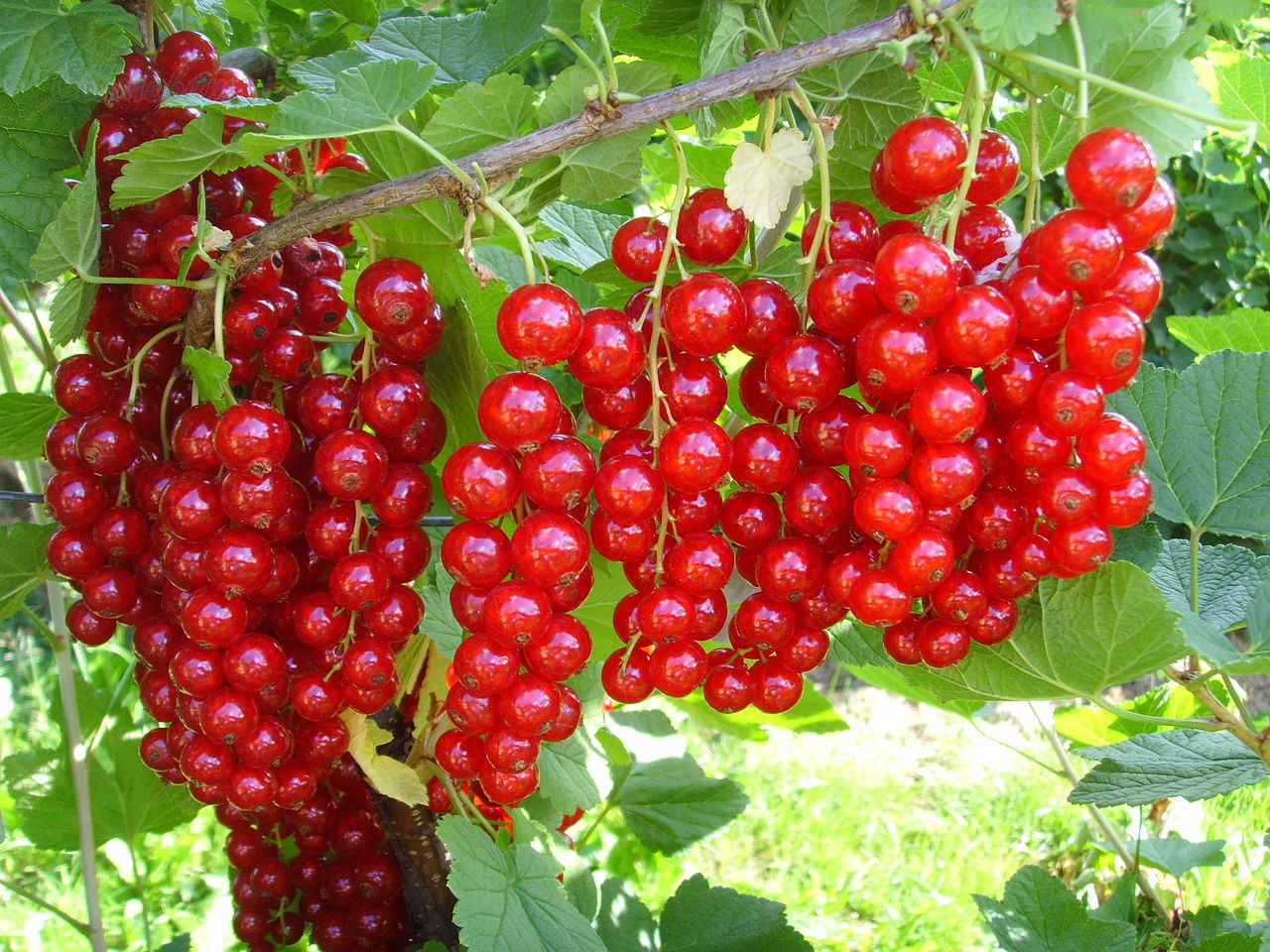 RIBES RUBRUM "JONKHEER VAN TETS" SU VASO 14
