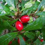 SYNSEPALUM DULCIFICUM o FRUTTO MIRACOLOSO