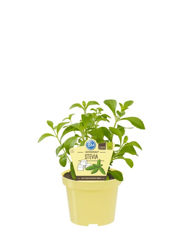 STEVIA REBAUDIANA BIO VASO 12