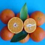 PIANTA DI AGRUMI CITRUS MANDARINO TANGELO NOVA VASO 20