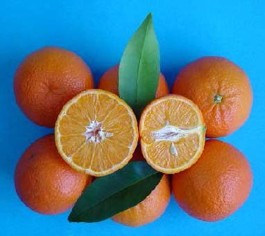PIANTA DI AGRUMI CITRUS MANDARINO TANGELO NOVA VASO 20