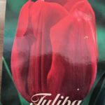 BULBI DI TULIPANO ROSSO IN CONFEZIONE DA 10 PZ.