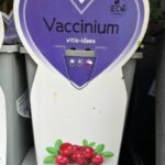 PIANTA DI MIRTILLO AMERICANO VARIETA' VITIS IDAEA VASO ALTO