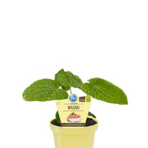 WASABI BIO VASO 12
