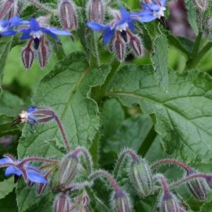 BORRAGINE SU VASO 14 Borago Officinalis