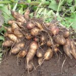 YACON "SMALLANTHUS SONCHIFOLIUS" CAROTA DOLCE SU VASO 17