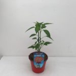 PEPERONCINO CAYENNA VASO 10