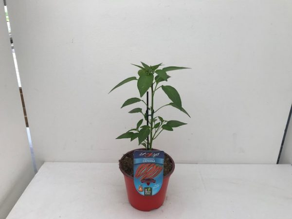 PEPERONCINO CAYENNA VASO 10