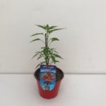 PEPERONCINO DIAVOLICCHIO CALABRESE VASO 14