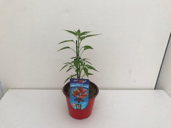 PEPERONCINO DIAVOLICCHIO CALABRESE VASO 14