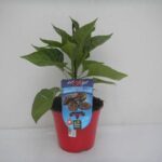 PEPERONCINO HABANERO CHOCOLATE VASO 10