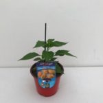 PEPERONCINO HABANERO ORANGE VASO 14