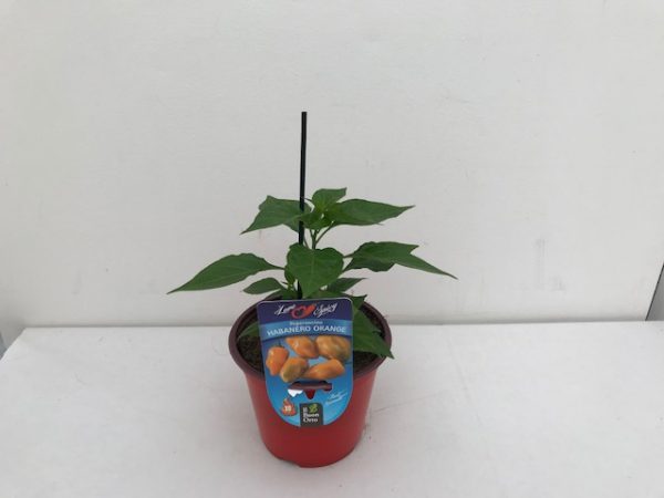 PEPERONCINO HABANERO ORANGE VASO 14