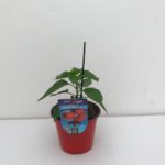 PEPERONCINO HABANERO RED VASO 10