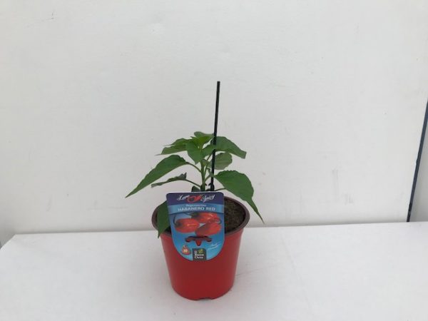 PEPERONCINO HABANERO RED VASO 10